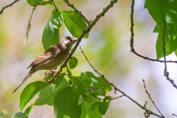 Meadow Bunting Akigase Park Sat, 4/24/2021