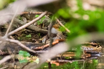 シメ 秋ヶ瀬公園(ピクニックの森) 2021年4月24日(土)