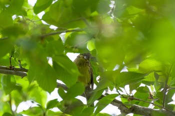 Masked Bunting Akigase Park Sat, 4/24/2021