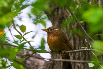 ガビチョウ 秋ヶ瀬公園(ピクニックの森) 2021年4月24日(土)