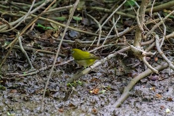 Warbling White-eye 秋ヶ瀬公園(ピクニックの森) Sat, 4/24/2021