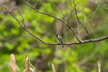 シジュウカラ 秋ヶ瀬公園(ピクニックの森) 2021年4月24日(土)