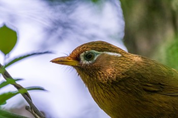 ガビチョウ 秋ヶ瀬公園(ピクニックの森) 2021年4月24日(土)