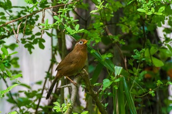 Chinese Hwamei 秋ヶ瀬公園(ピクニックの森) Sat, 4/24/2021