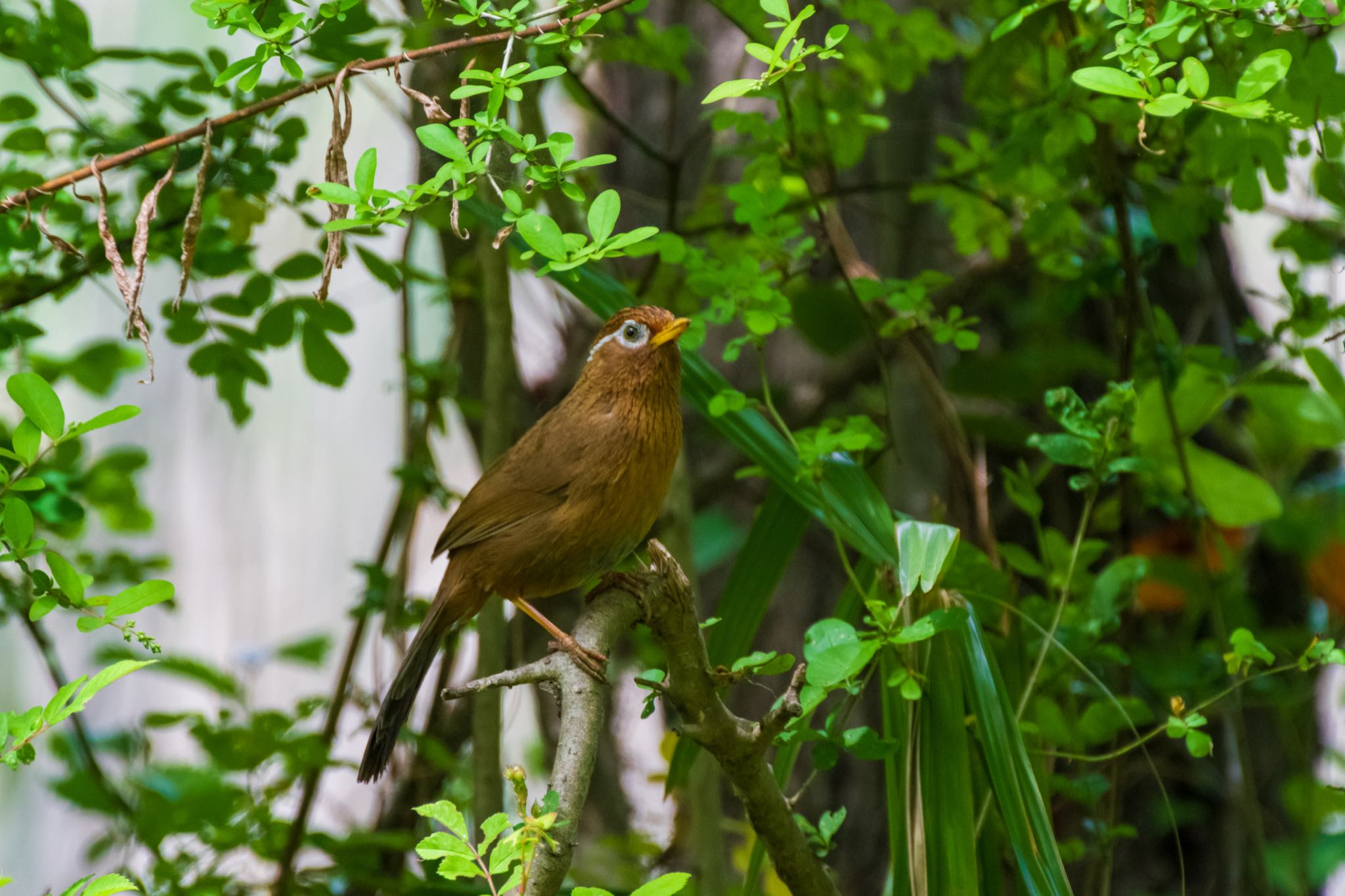 秋ヶ瀬公園(ピクニックの森) ガビチョウの写真 by Marco Birds