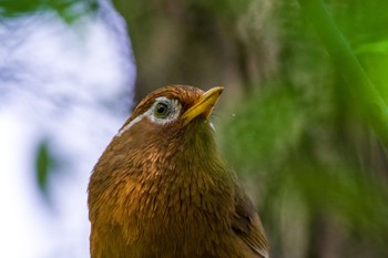 Chinese Hwamei 秋ヶ瀬公園(ピクニックの森) Sat, 4/24/2021