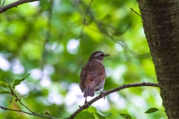 Dusky Thrush 秋ヶ瀬公園(ピクニックの森) Sat, 4/24/2021