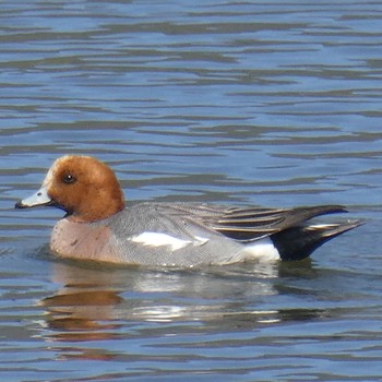 Eurasian Wigeon Suwako Lake Mon, 4/26/2021