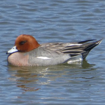 Eurasian Wigeon Suwako Lake Mon, 4/26/2021