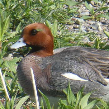 Eurasian Wigeon Suwako Lake Mon, 4/26/2021