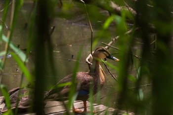 Eastern Spot-billed Duck Akigase Park Sat, 4/24/2021