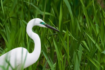 Great Egret Kitamoto Nature Observation Park Sun, 4/25/2021