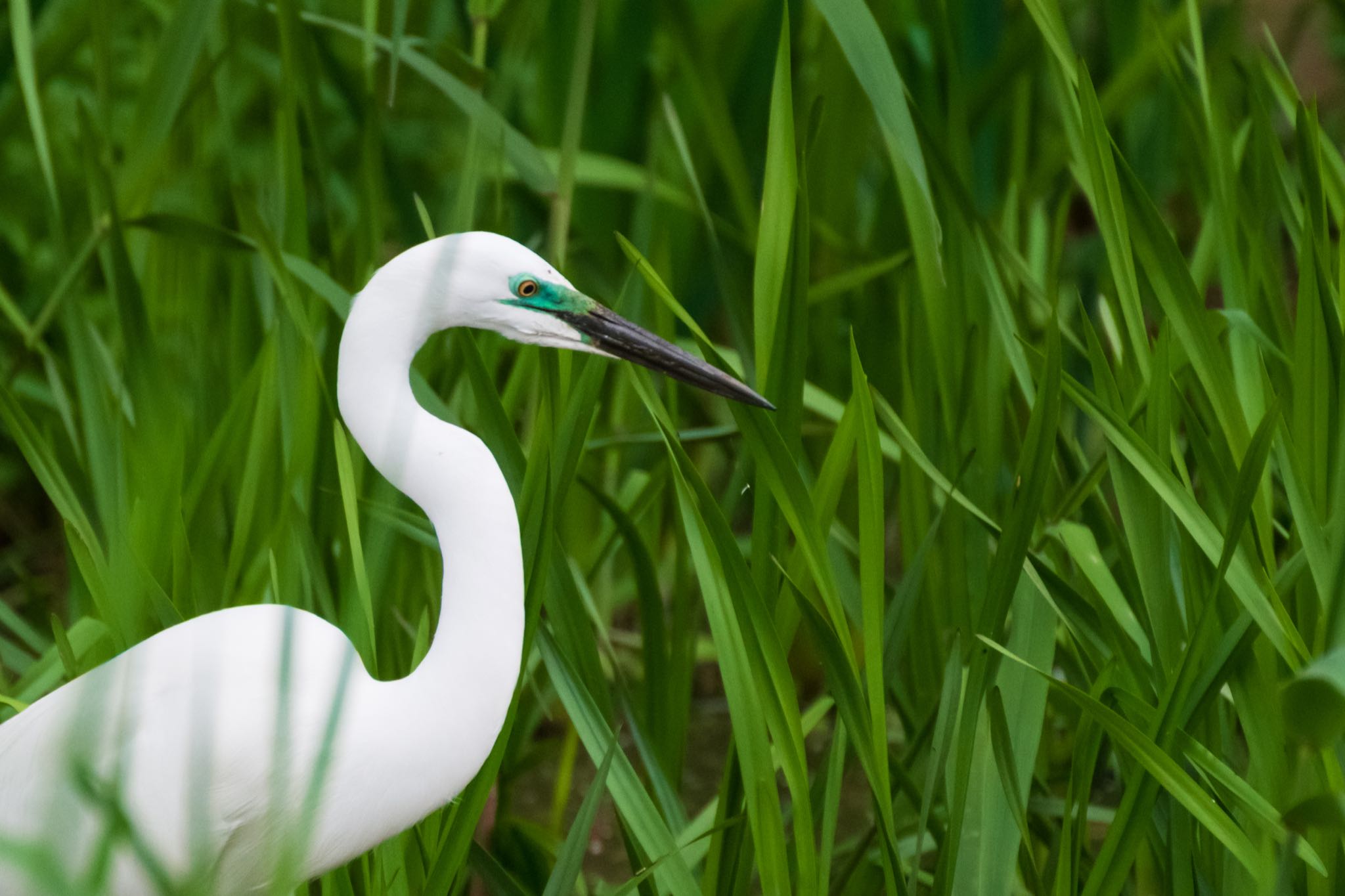 北本自然観察公園 ダイサギの写真 by Marco Birds