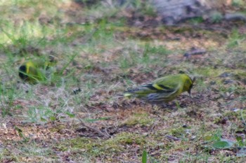 Eurasian Siskin 福井緑地(札幌市西区) Tue, 4/27/2021