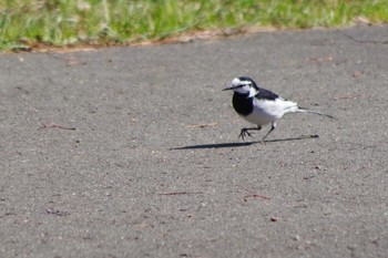 White Wagtail 福井緑地(札幌市西区) Tue, 4/27/2021