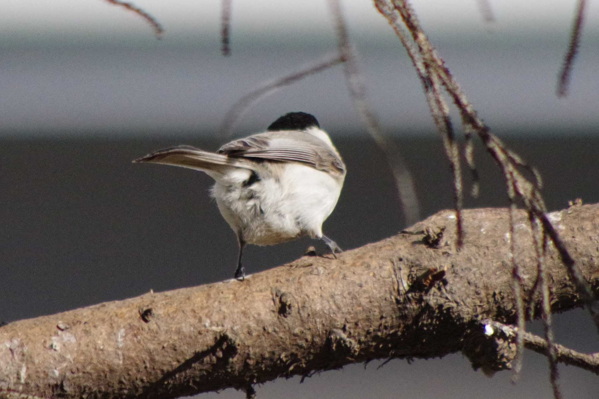 Marsh Tit