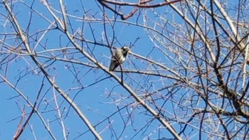 2021年4月27日(火) 中島公園の野鳥観察記録