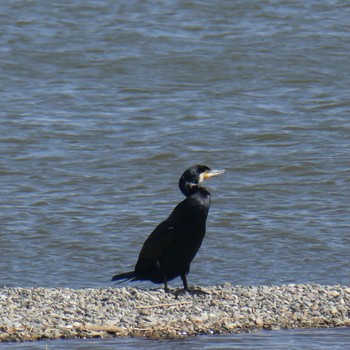 Great Cormorant Suwako Lake Fri, 4/23/2021