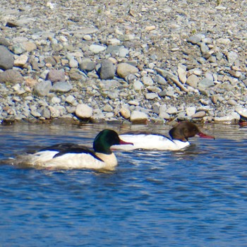 Common Merganser Suwako Lake Fri, 4/23/2021