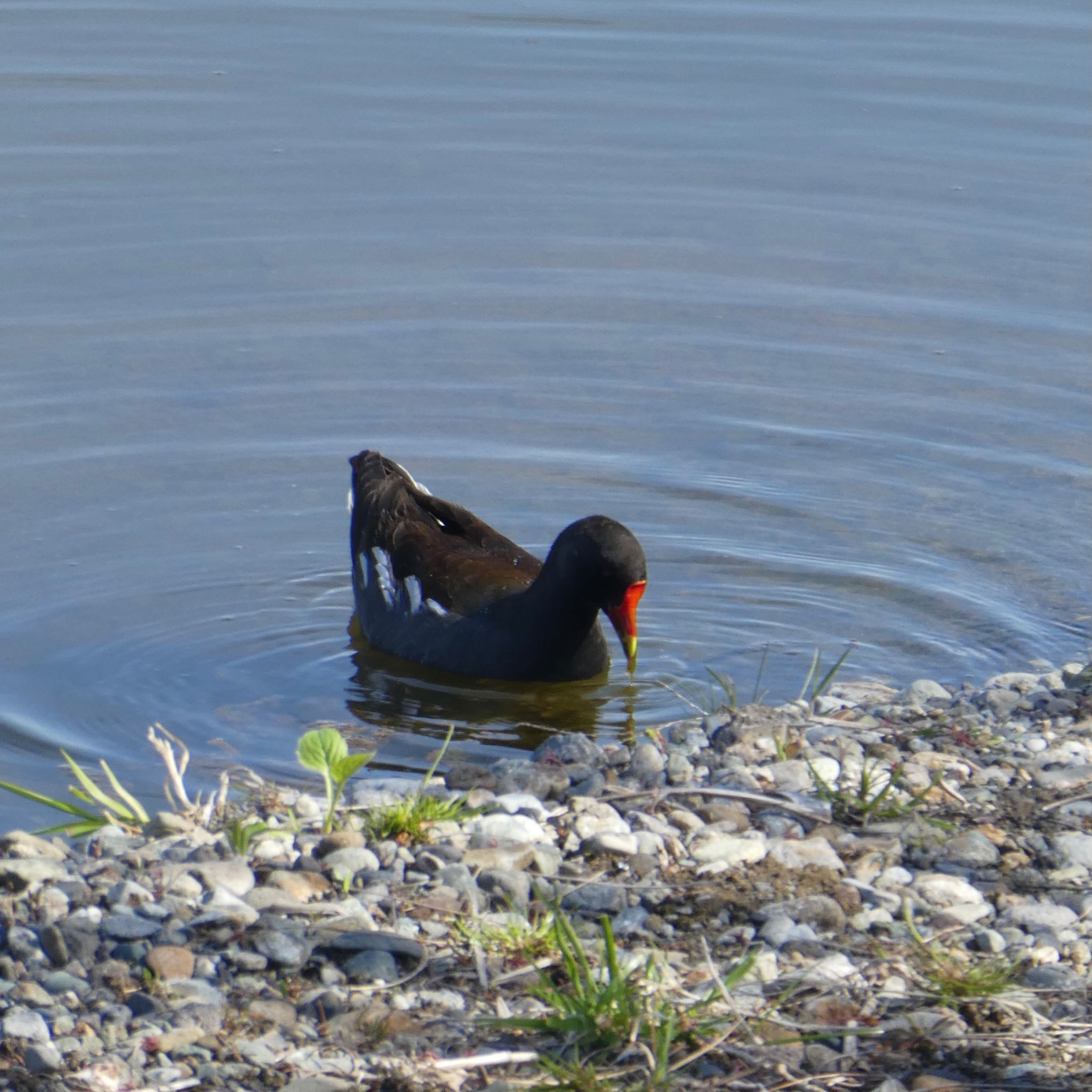 Photo of Common Moorhen at Suwako Lake by hinano