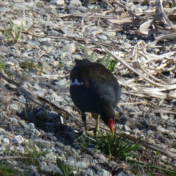 Common Moorhen Suwako Lake Fri, 4/23/2021