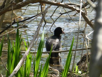 Eurasian Coot Suwako Lake Fri, 4/23/2021