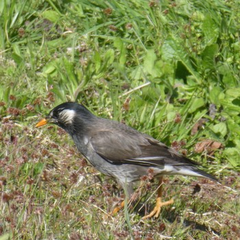 White-cheeked Starling Suwako Lake Mon, 4/26/2021