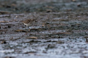 Long-toed Stint Inashiki Sat, 2/25/2017