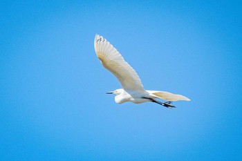 チュウサギ 石垣池 2021年4月25日(日)