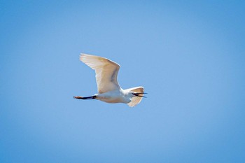 コサギ 石垣池 2021年4月25日(日)