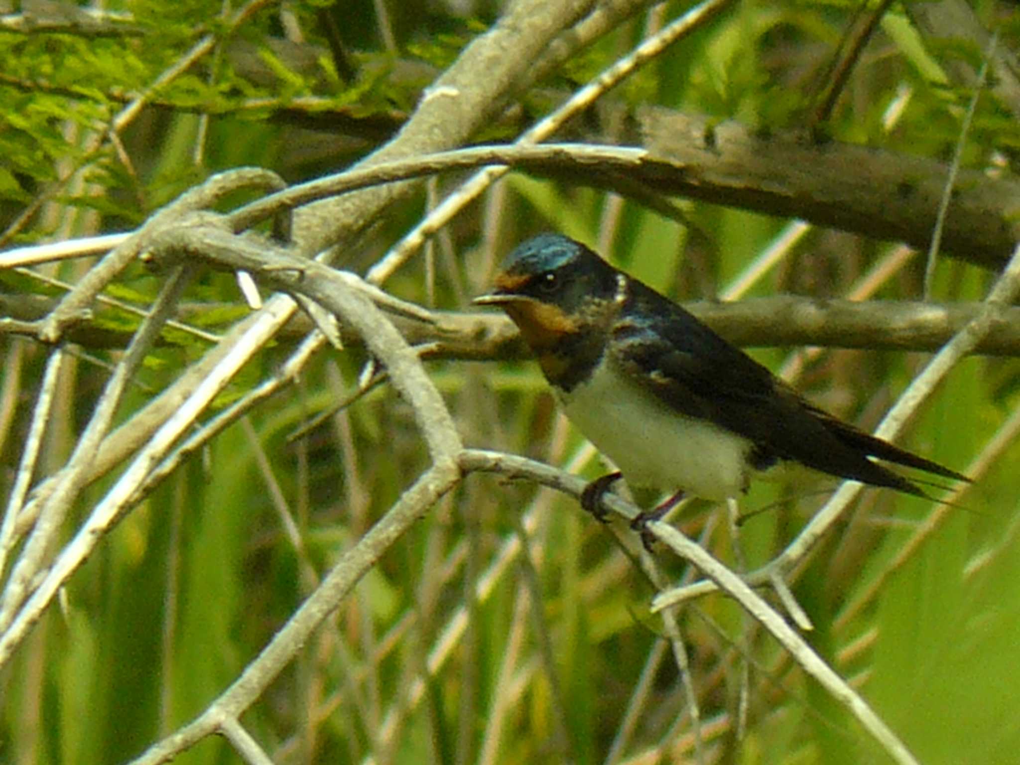 Barn Swallow