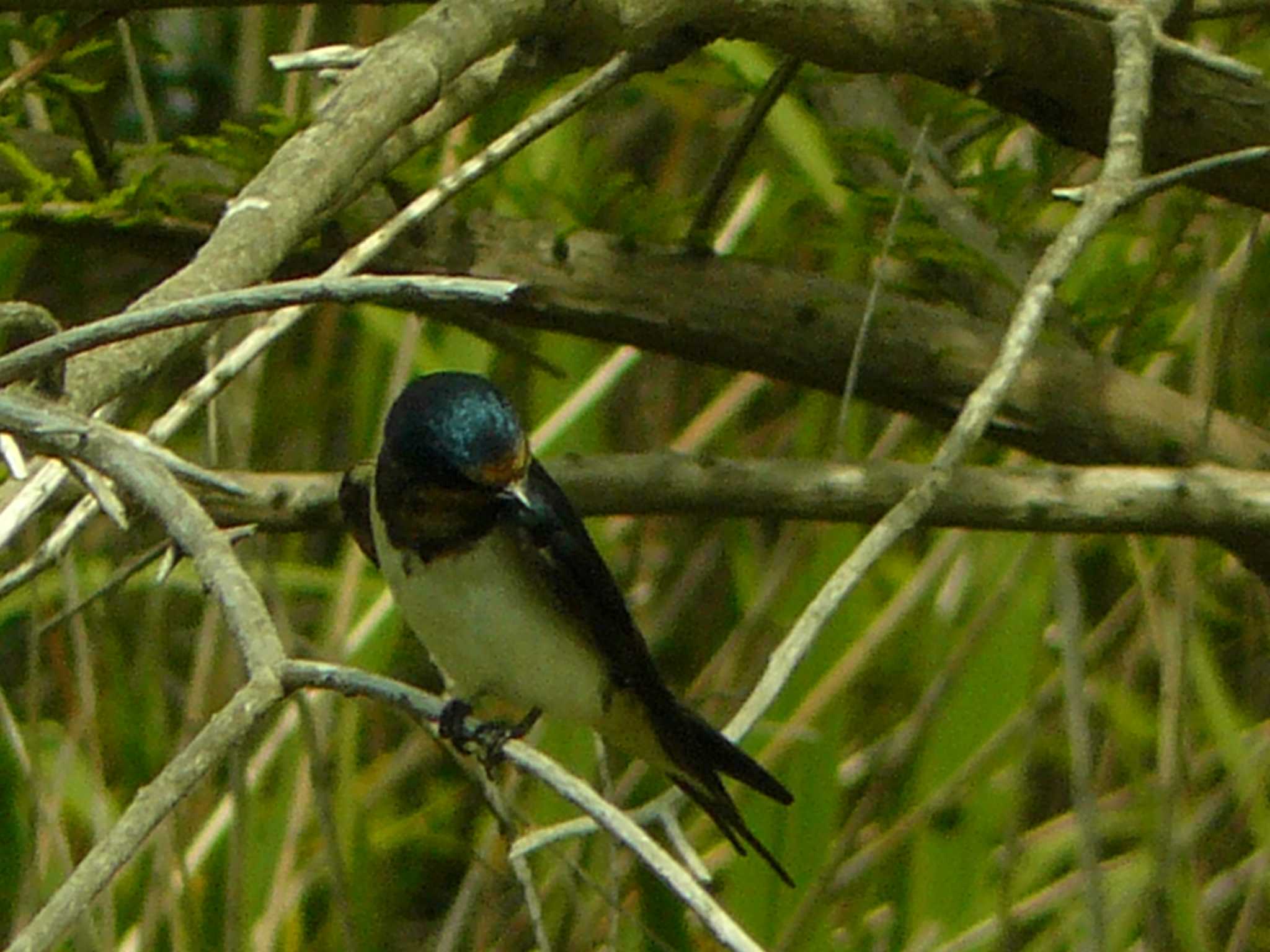 Barn Swallow