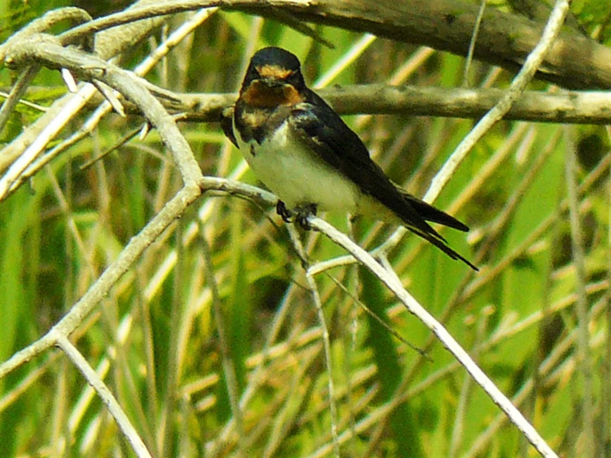 Barn Swallow