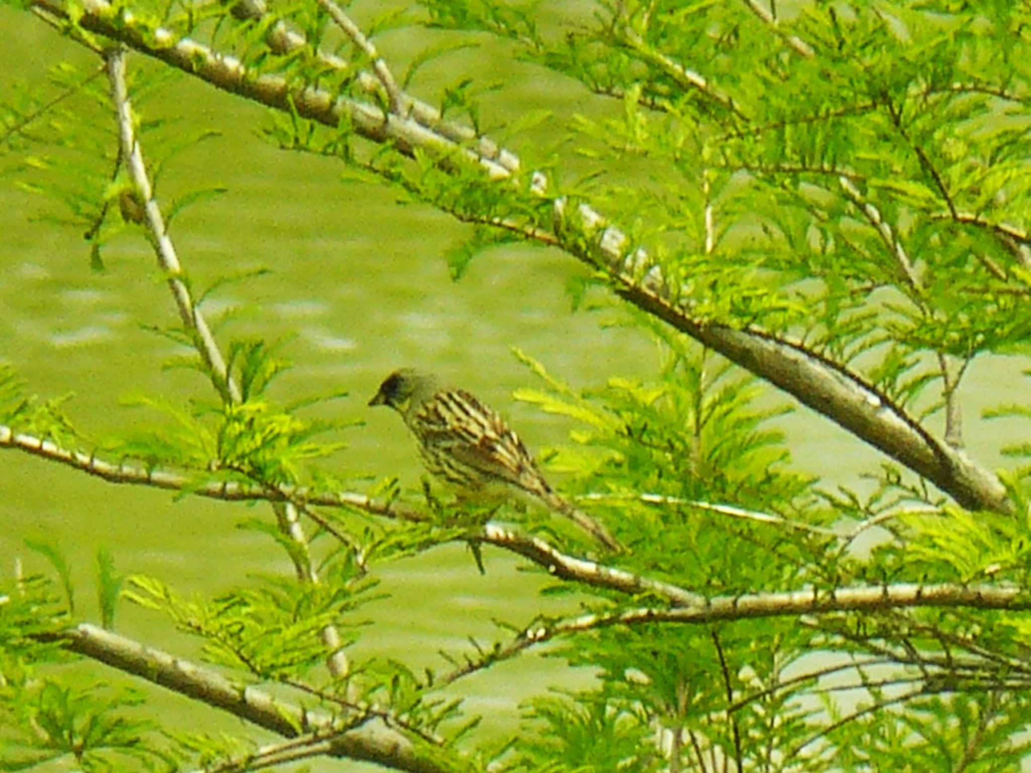 Masked Bunting