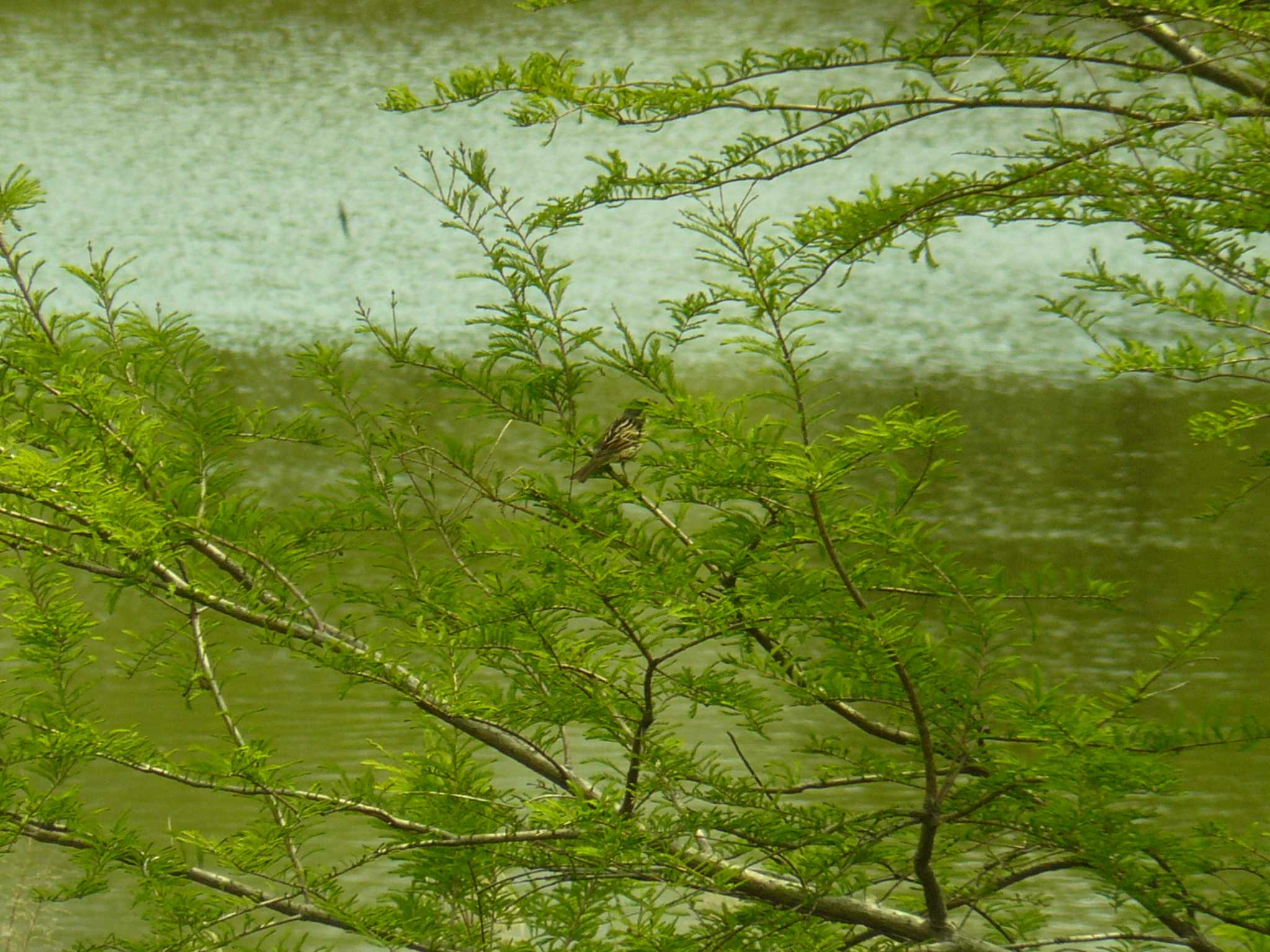 Masked Bunting