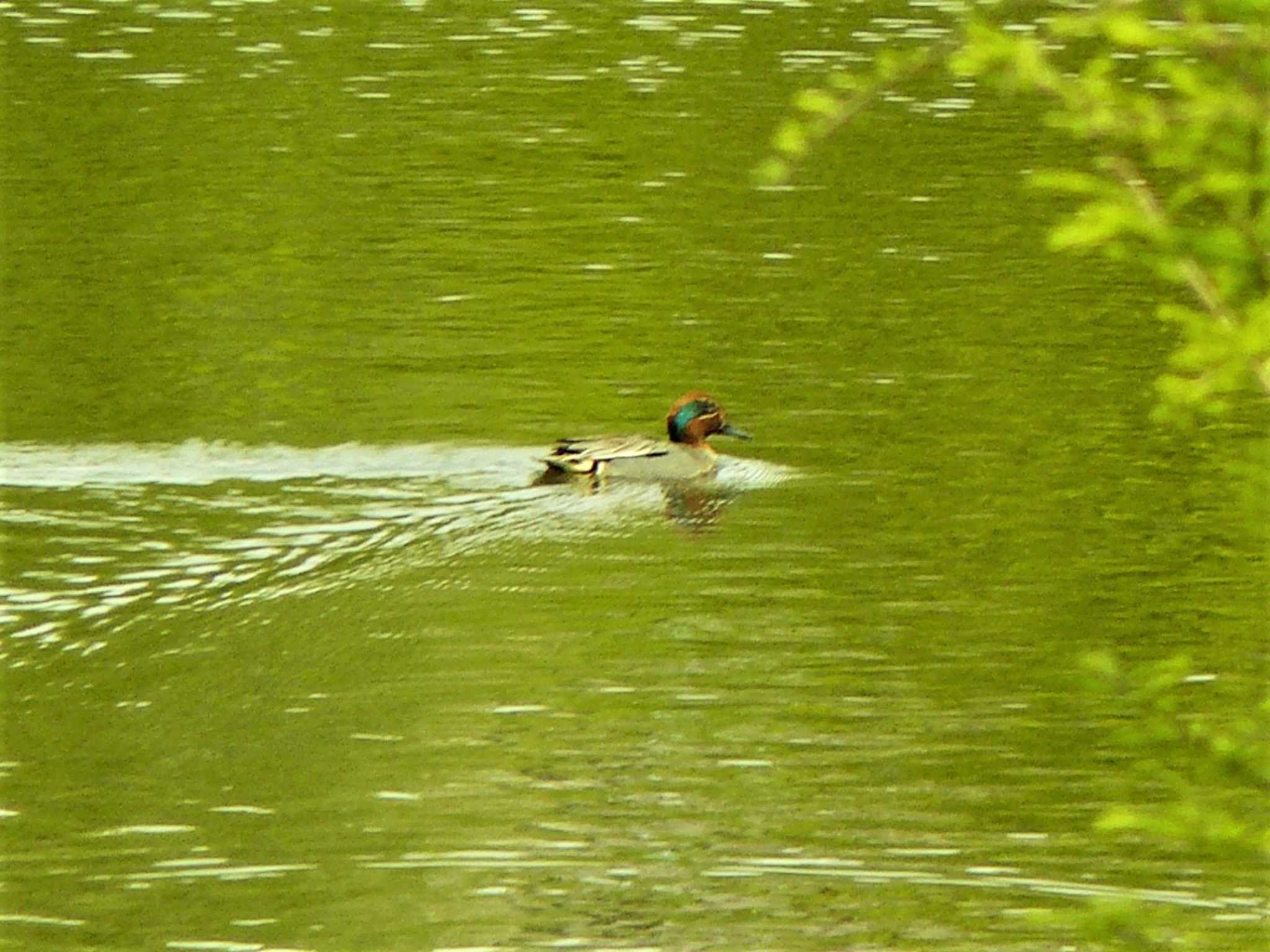 Eurasian Teal