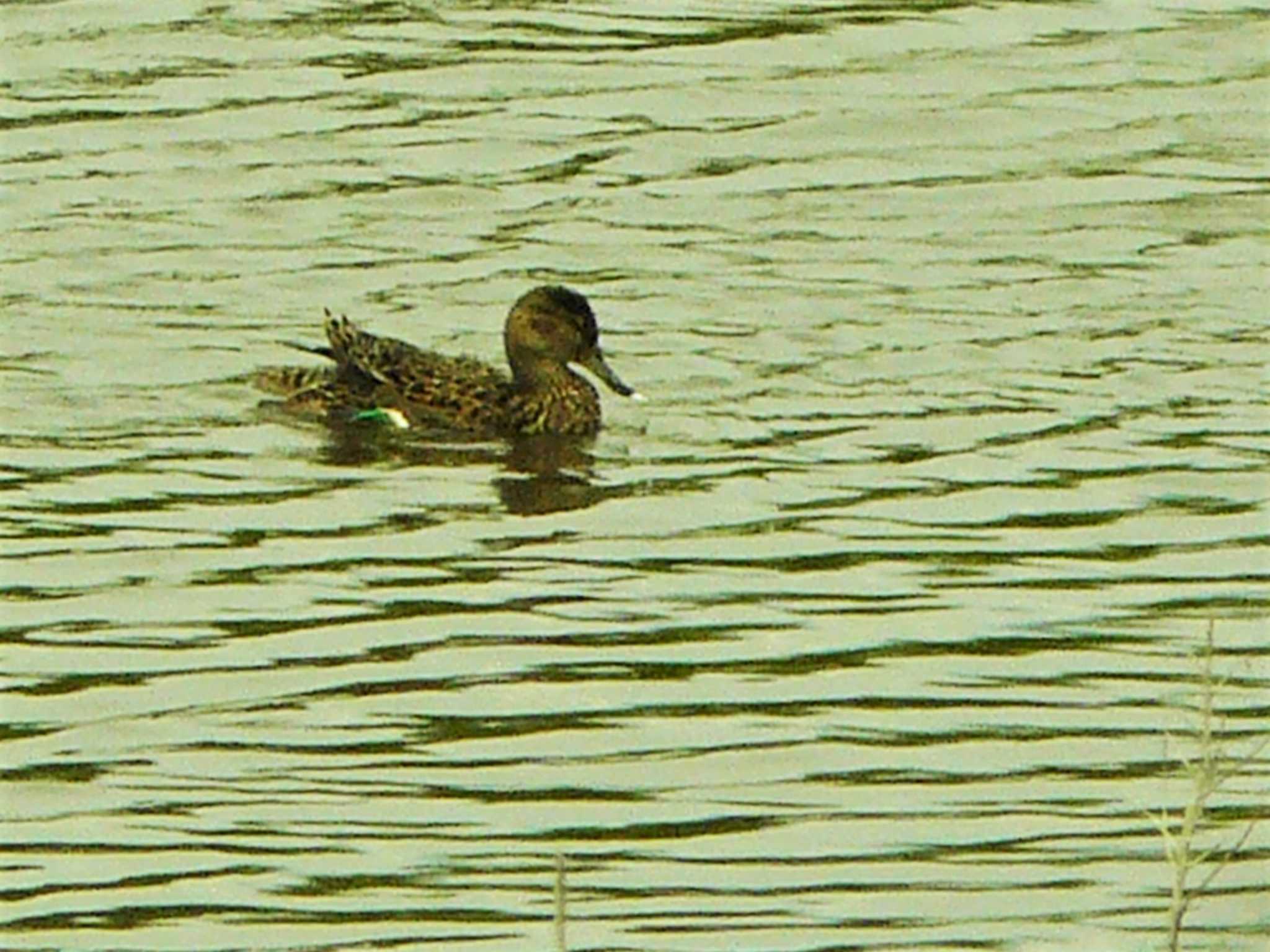 Eurasian Teal