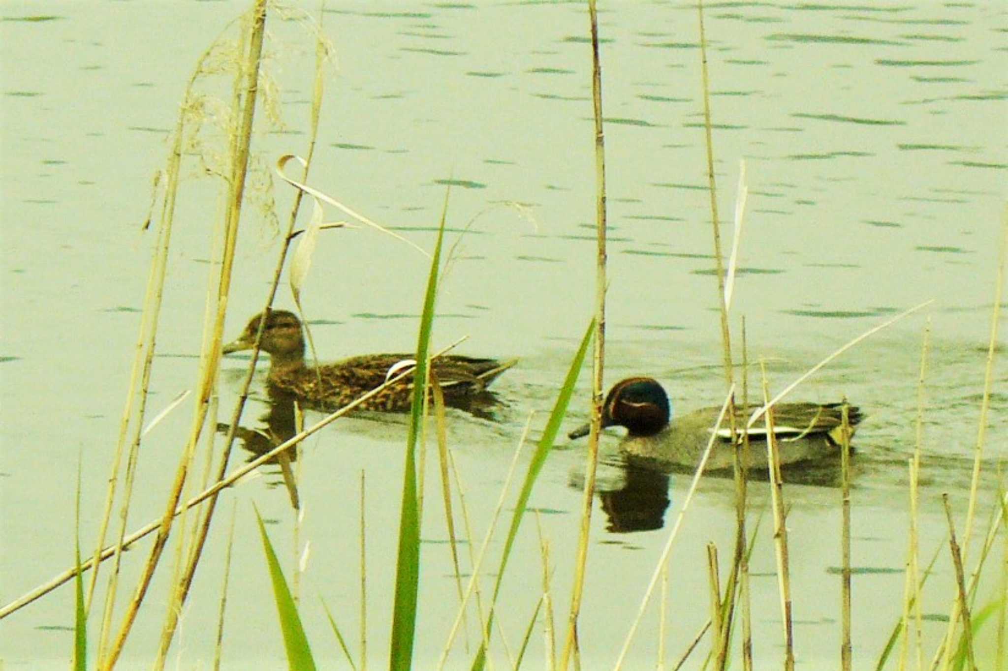 Eurasian Teal