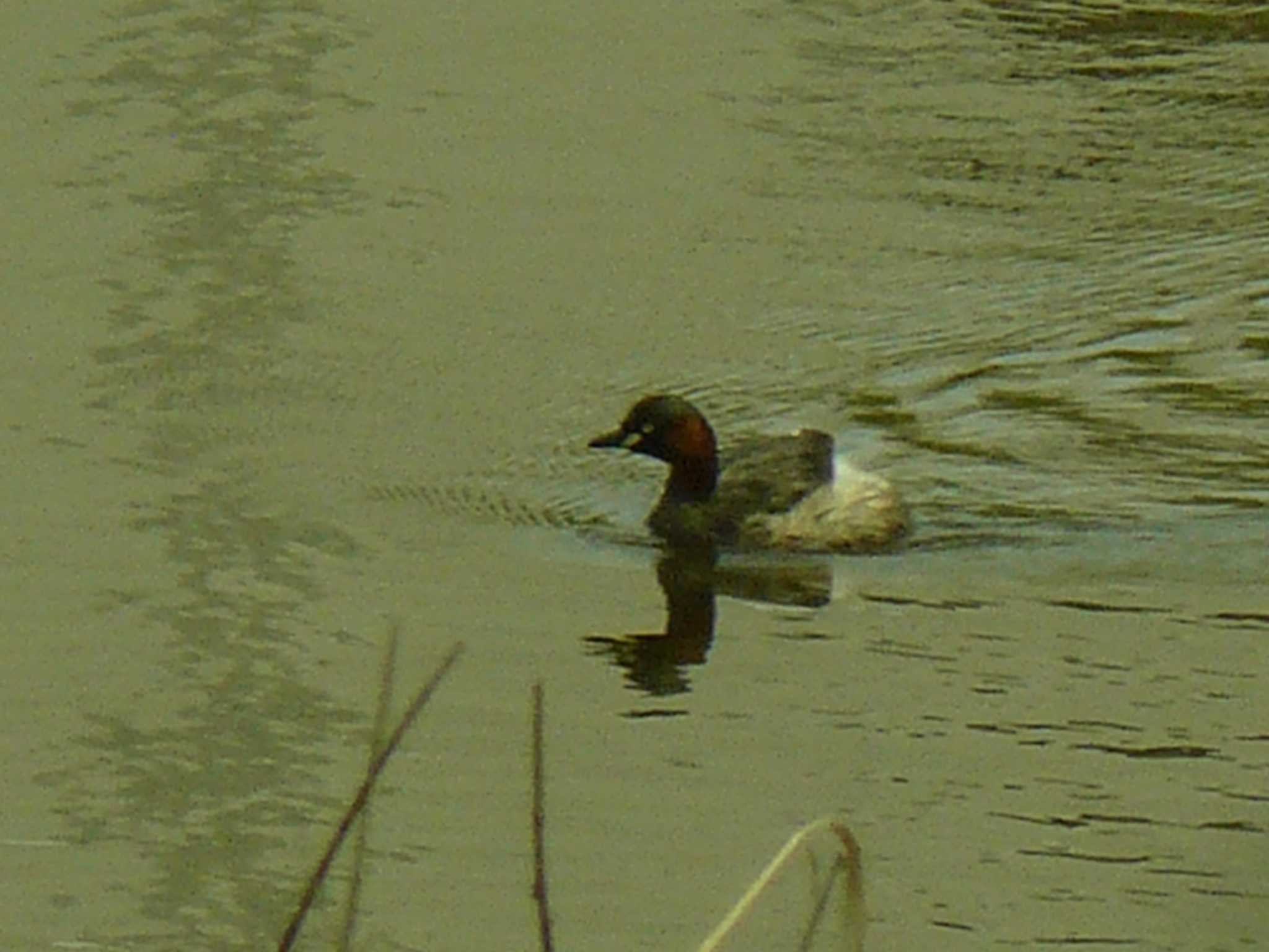 Little Grebe