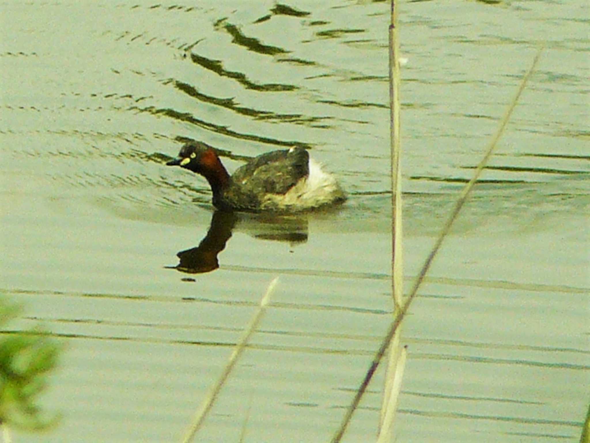 カイツブリ