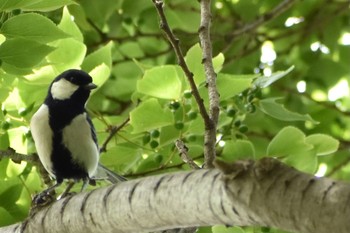 2021年4月24日(土) 芝川第一調節池(芝川貯水池)の野鳥観察記録