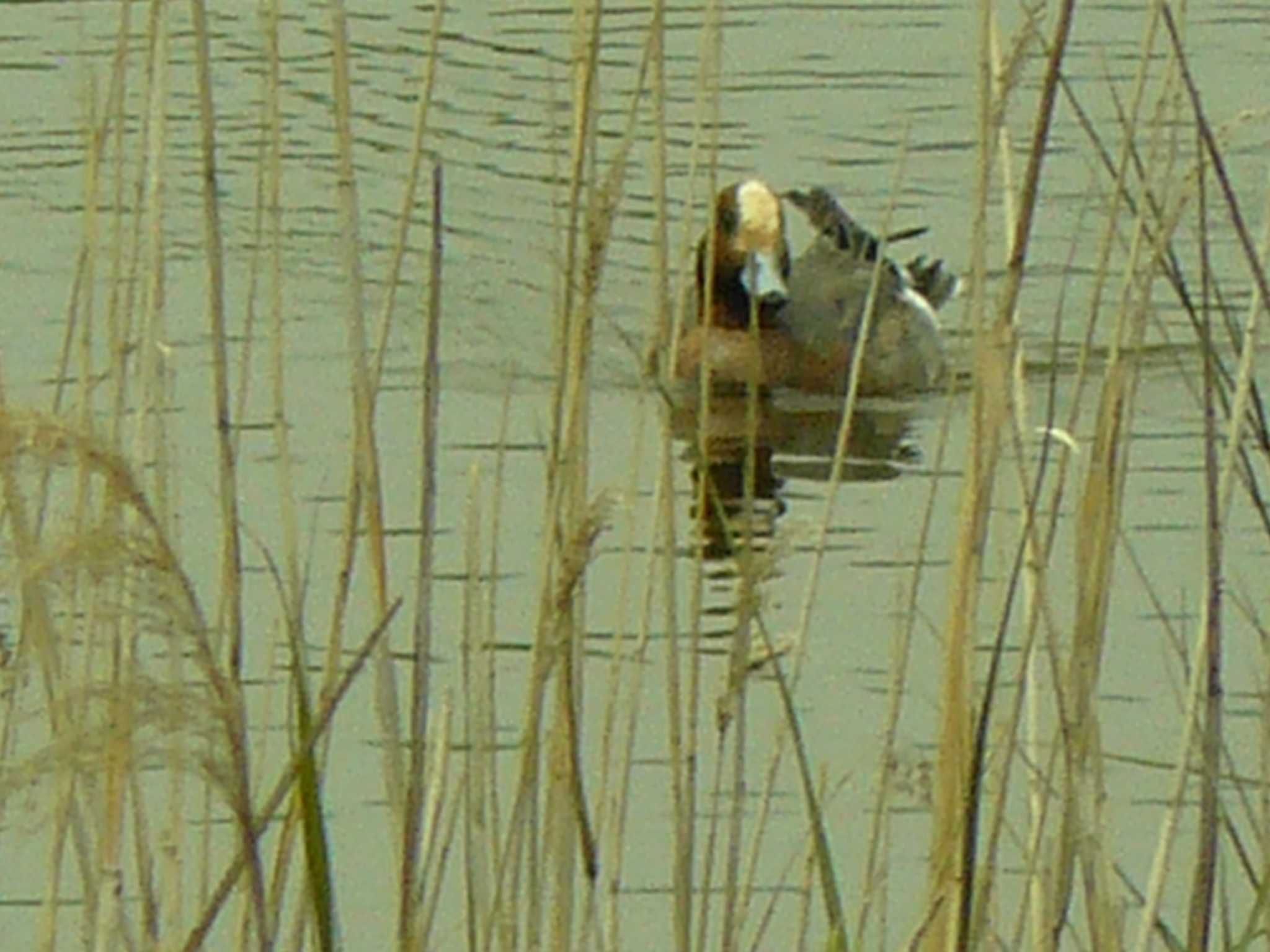 Eurasian Wigeon