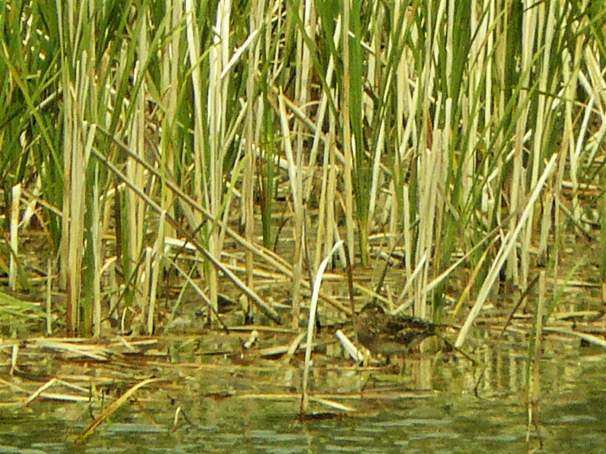 Common Snipe