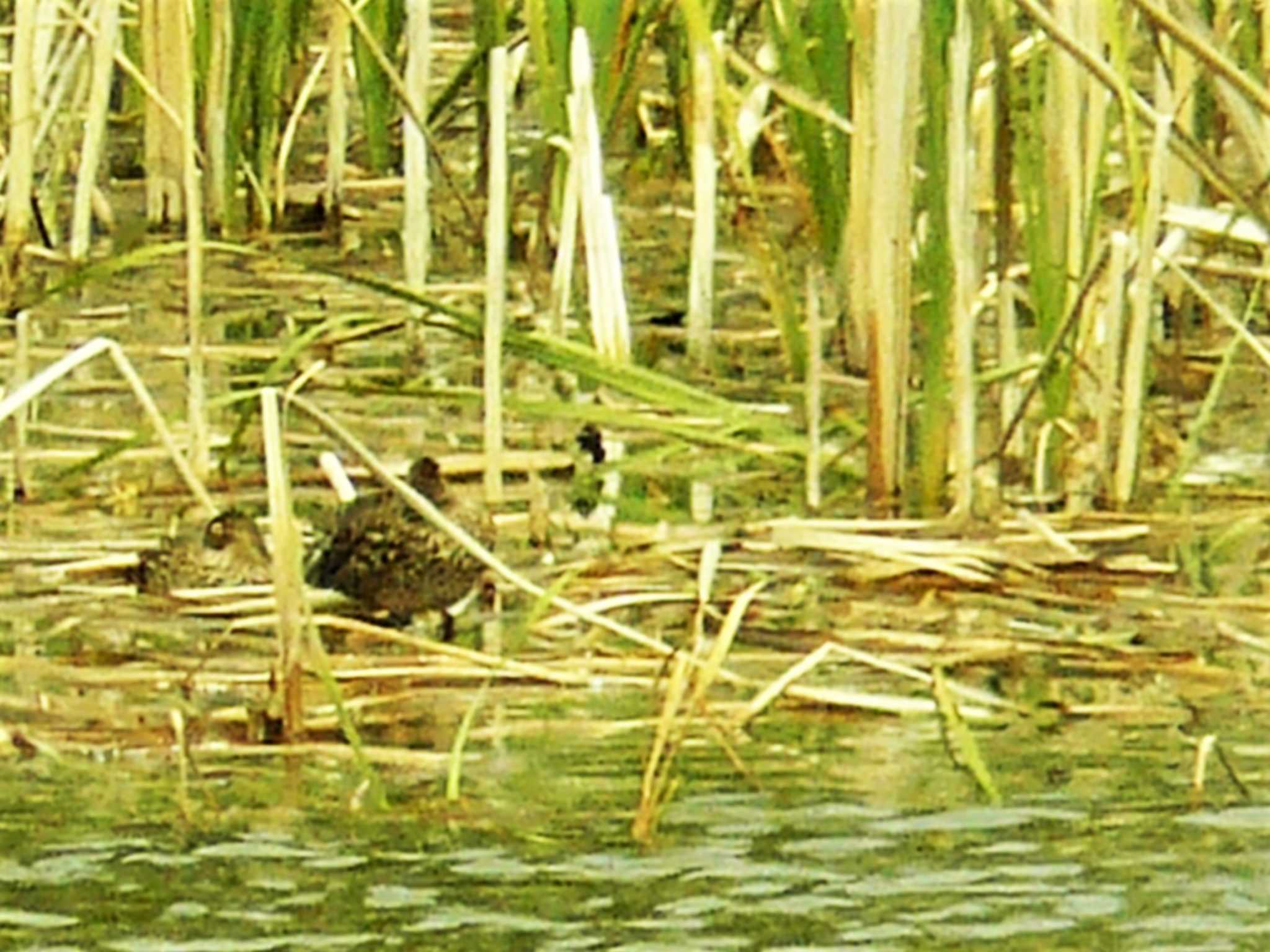 Common Snipe