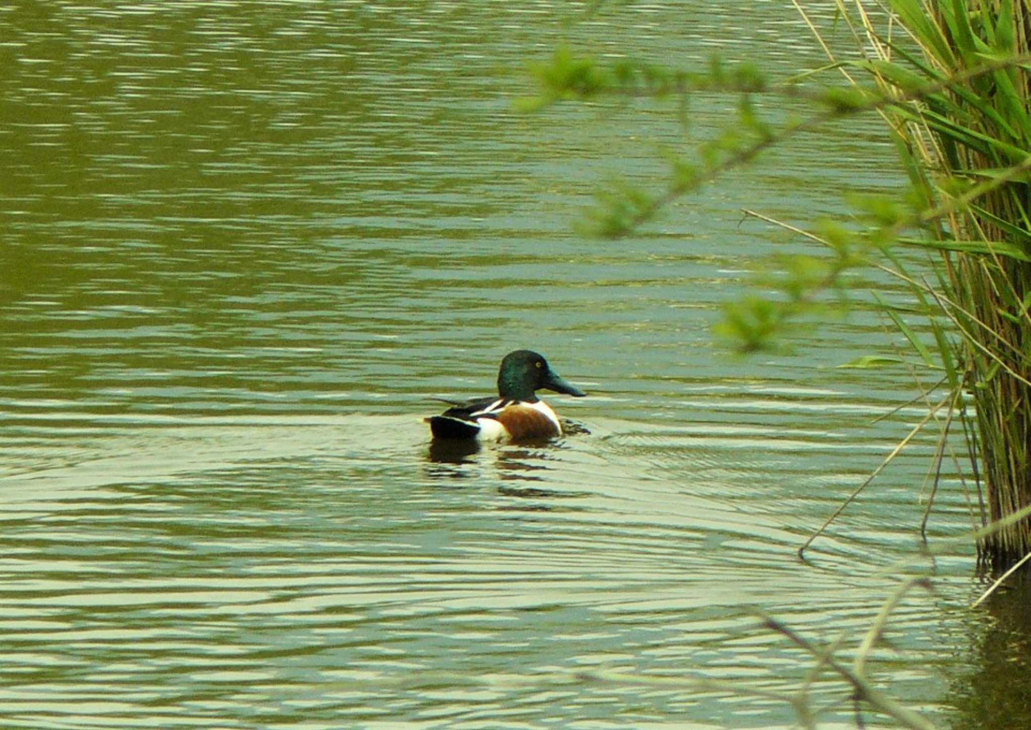 Northern Shoveler