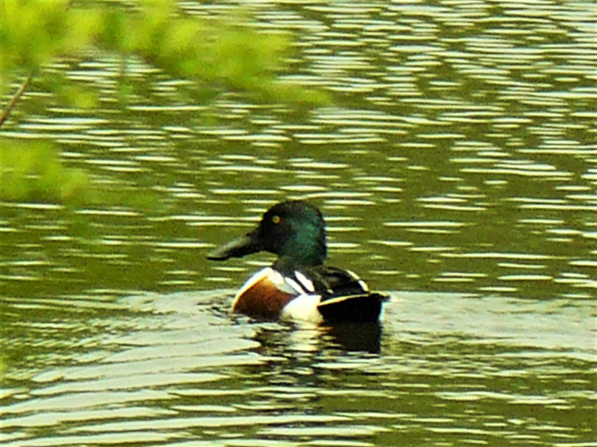 Northern Shoveler