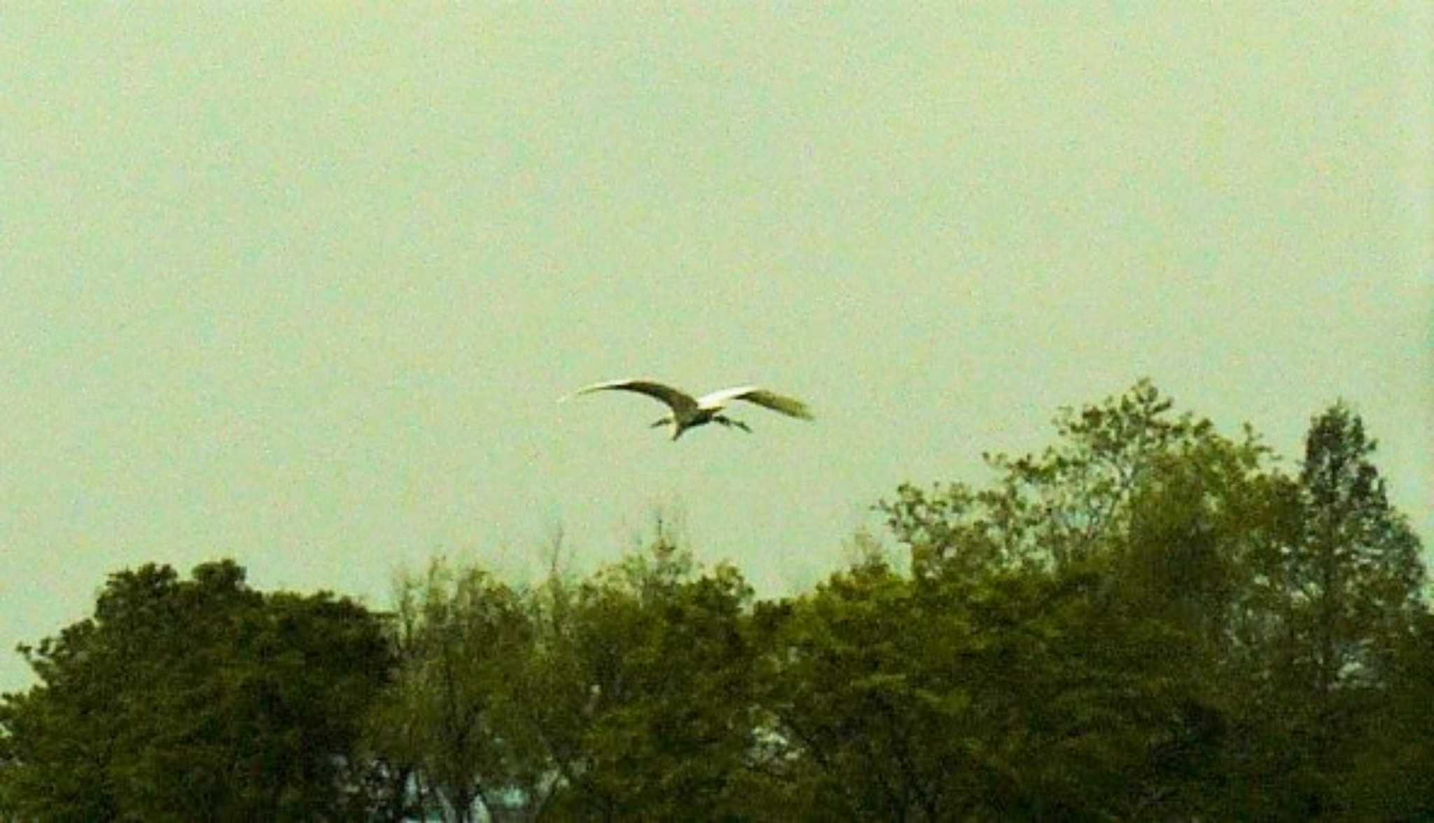 Little Egret