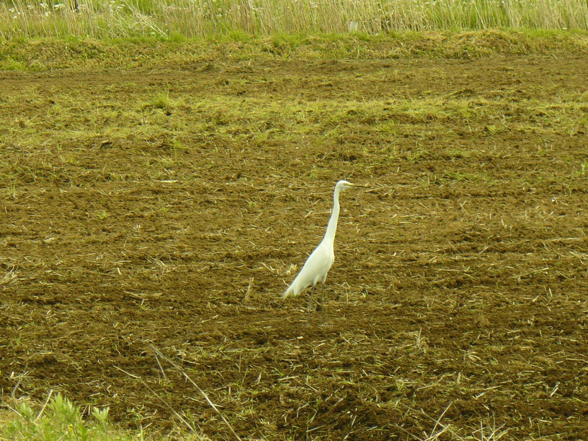 Great Egret