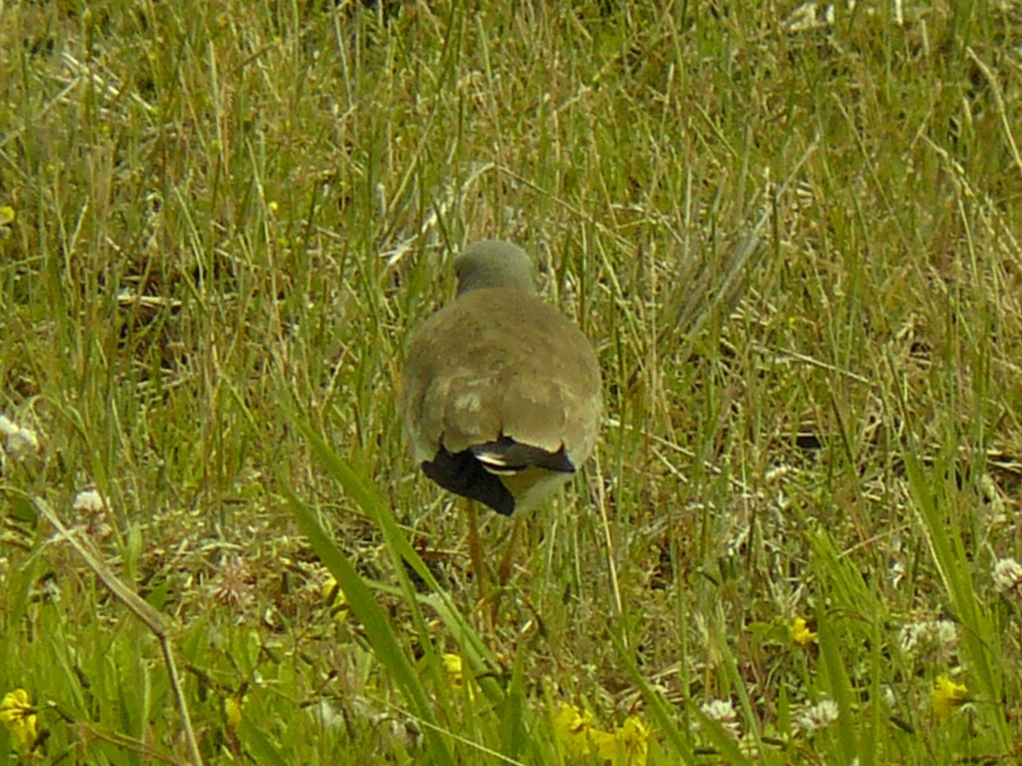 Grey-headed Lapwing