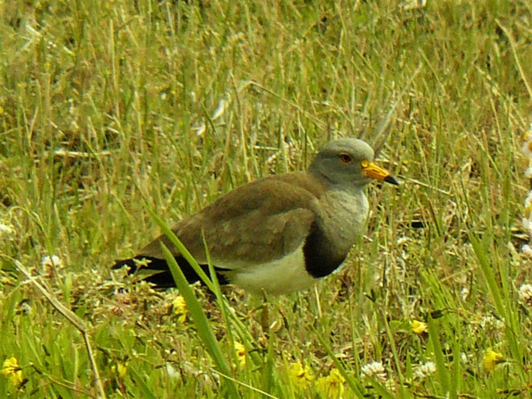 Grey-headed Lapwing